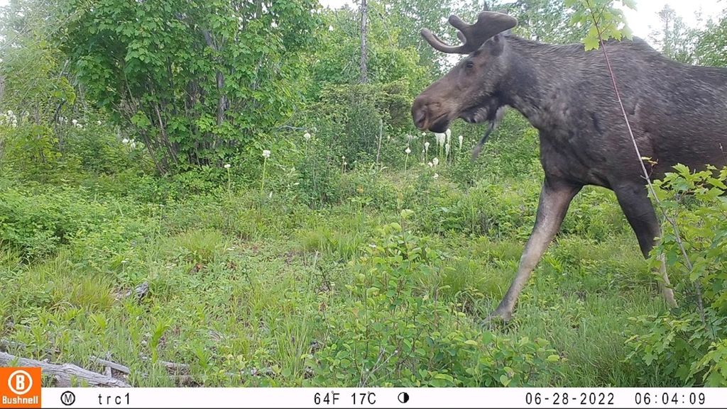 NHN Swan Lake Overlook, Bigfork, MT 59911 photo 44
