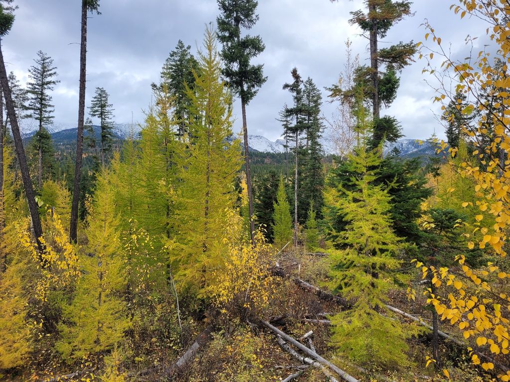 NHN Swan Lake Overlook, Bigfork, MT 59911 photo 7