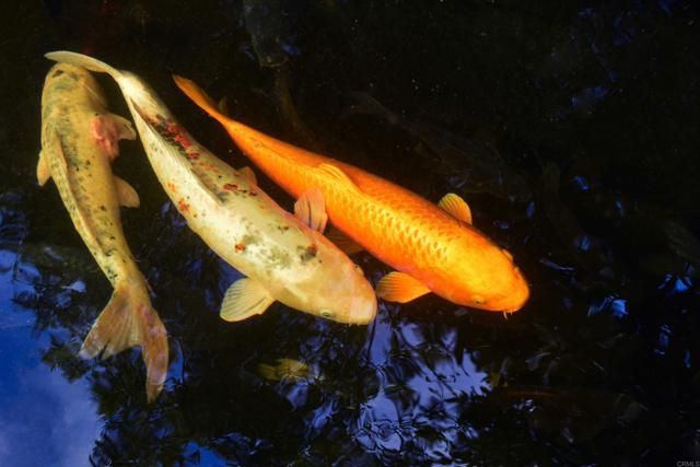 567 GAGE LANE, San Diego, CA 92106