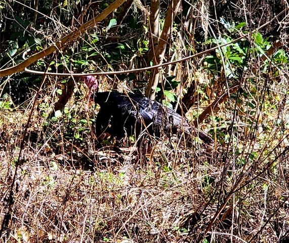 1600 SW 42ND STREET, Ocala, FL 34471