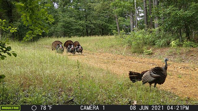 0 Bunker Hill Rd, Linden, TN 37096