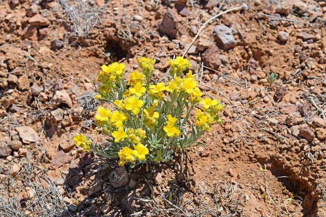 Lot 7 Quail Run Drive, San Antonio, NM 87832