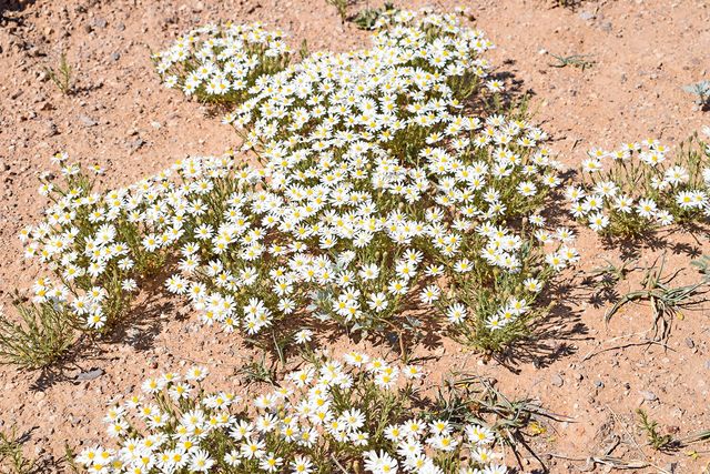 Lot 7 Quail Run Drive, San Antonio, NM 87832