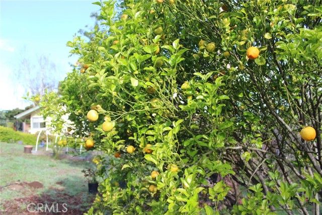 1909 Pineridge, Cambria, CA 93428