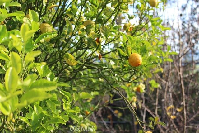 1909 Pineridge, Cambria, CA 93428