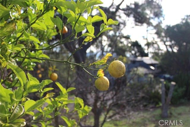 1909 Pineridge, Cambria, CA 93428