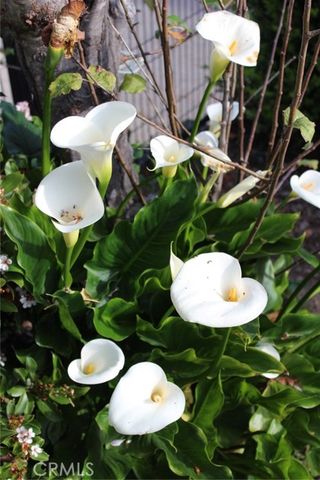 1909 Pineridge, Cambria, CA 93428