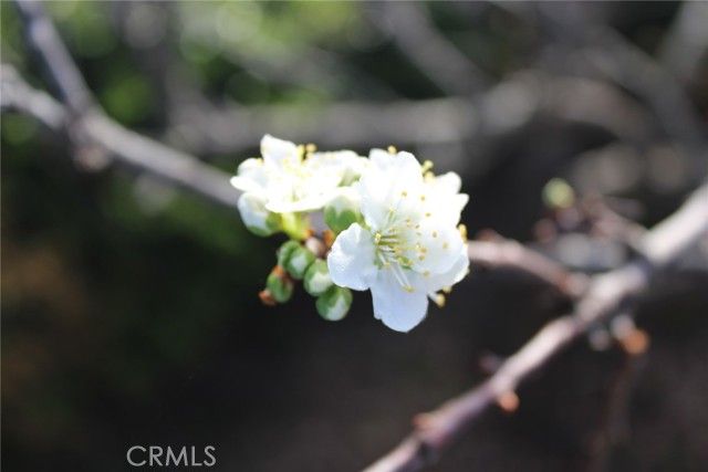 1909 Pineridge, Cambria, CA 93428