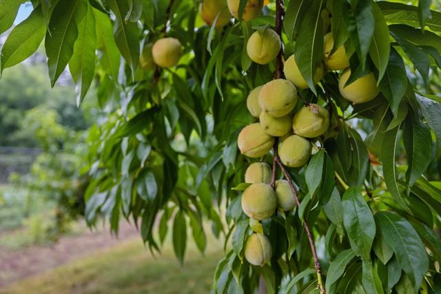 244 Lincoln Rd, Lincoln, MA 01773