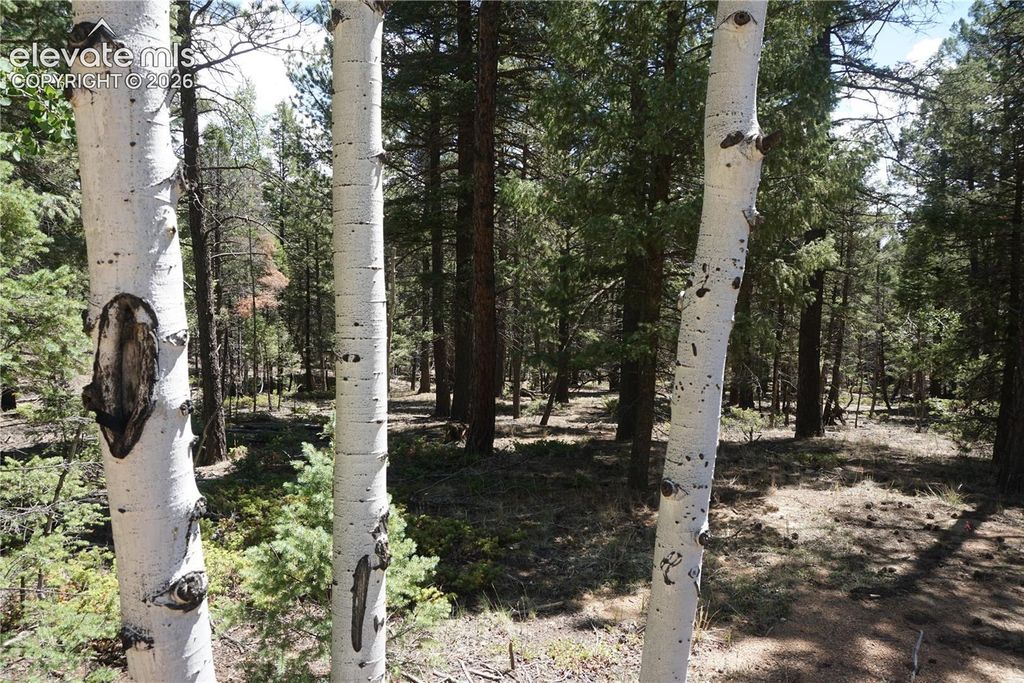 616 Indian Creek Road, Florissant, CO 80816 — photo 2