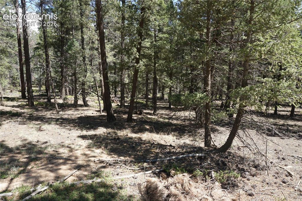 616 Indian Creek Road, Florissant, CO 80816 — photo 3