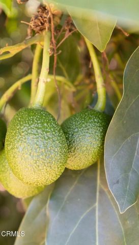 4620 Casitas Pass Road, Ventura, CA 93001