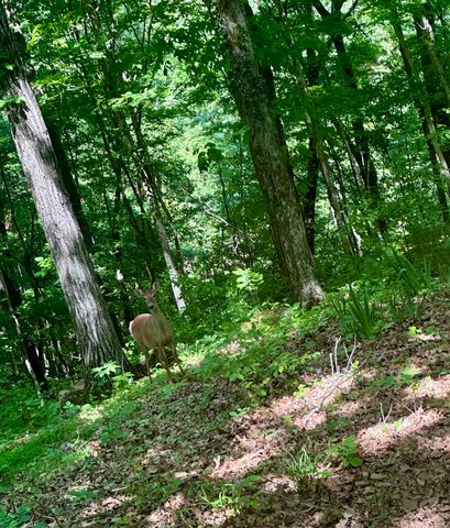439 Eagles Bluff Road, Monticello, KY 42633
