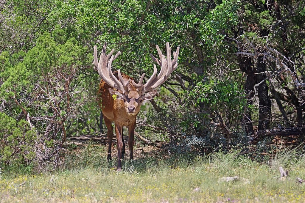Image 2 of property listing at 3572 Ranch Rd 2083, Ozona, TX 76943