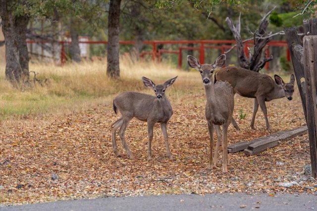 19774 Antler Way, Cottonwood, CA 96022