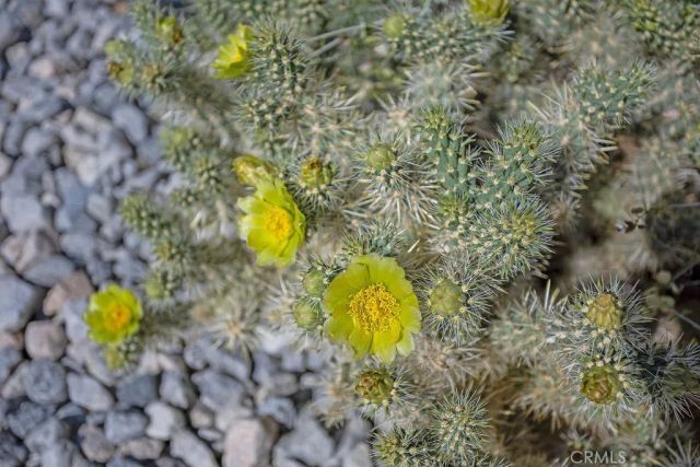 60194 La Mirada Trail, Joshua Tree, CA 92252