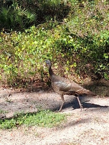 12503 AVERY ROAD, Thonotosassa, FL 33592