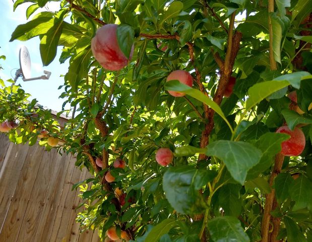 2005 E Marshall, Turlock, CA 95380