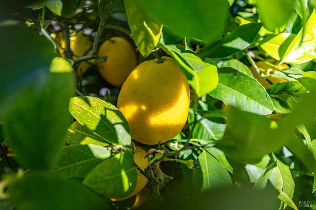 1046 Allen St, Petaluma, CA 94954