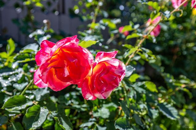 1046 Allen St, Petaluma, CA 94954