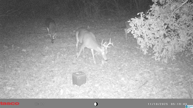 491 COUNTY ROAD 511, Woodland, AL 36280