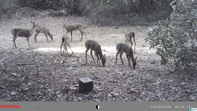 491 COUNTY ROAD 511, Woodland, AL 36280