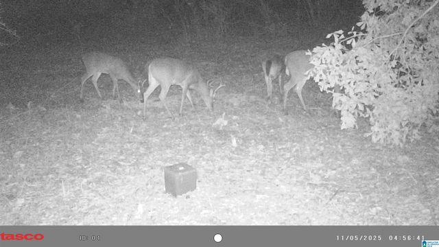 491 COUNTY ROAD 511, Woodland, AL 36280