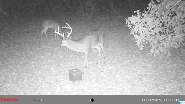 491 COUNTY ROAD 511, Woodland, AL 36280