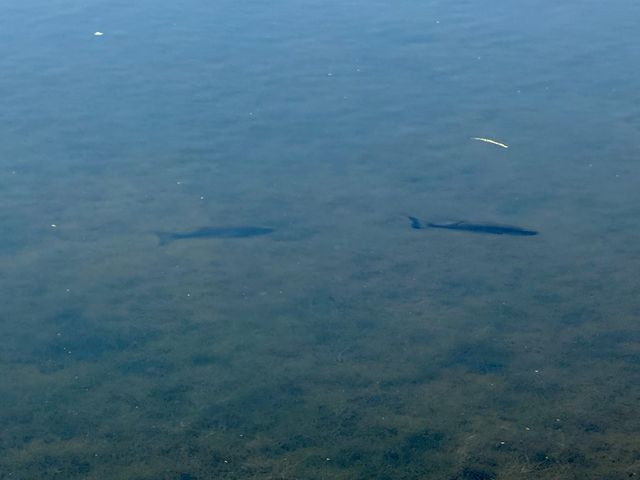 200 Jessica Lane, Geneva, AL 36340