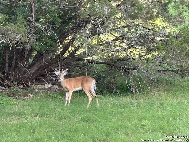 538 CALM SPGS, San Antonio, TX 78260