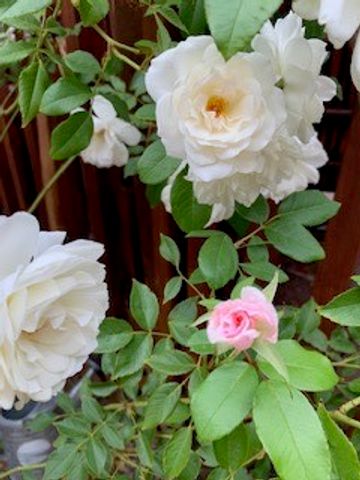 3108 Pueblo Sapawe, Santa Fe, NM 87507