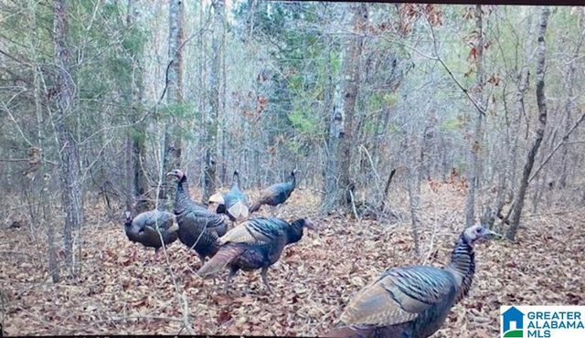 580 IDALIA ROAD, Talladega, AL 35160