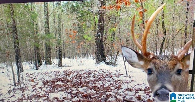 580 IDALIA ROAD, Talladega, AL 35160