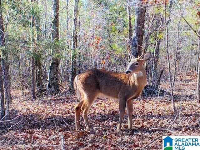 580 IDALIA ROAD, Talladega, AL 35160