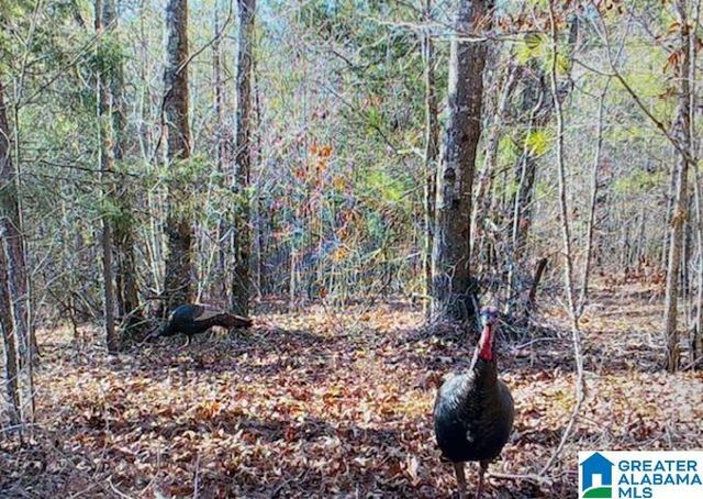 580 IDALIA ROAD, Talladega, AL 35160