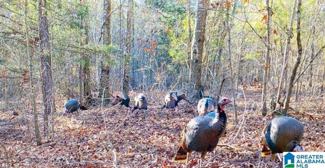 580 IDALIA ROAD, Talladega, AL 35160