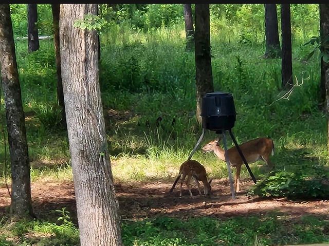 359 Poplar Lane, Crawfordville, GA 30631