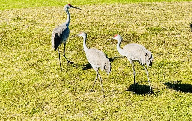 2457 ST GEORGE DRIVE, Davenport, FL 33837