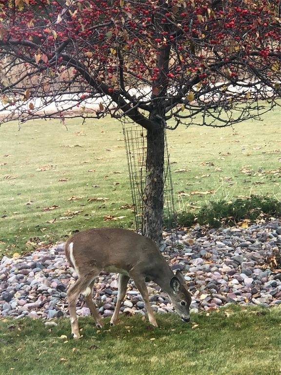 460 Windwalker Trail, Stevensville, MT 59870 photo 106
