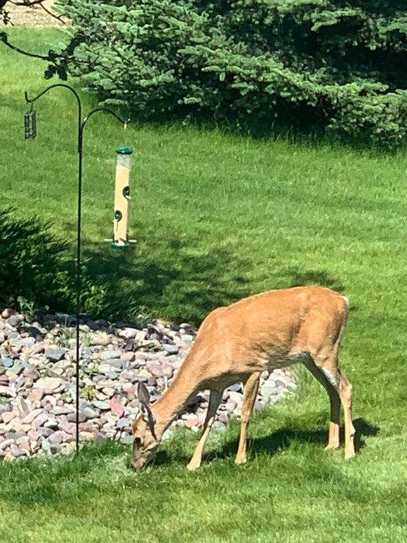 460 Windwalker Trail, Stevensville, MT 59870 photo 117