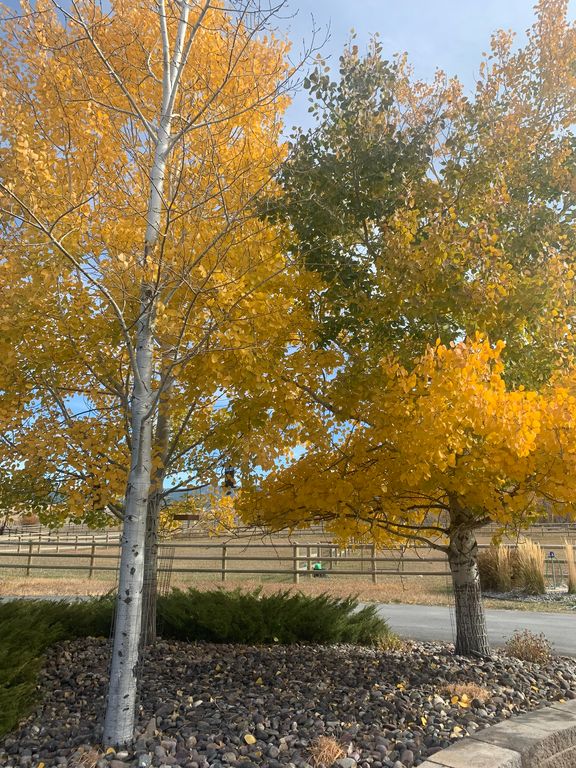 460 Windwalker Trail, Stevensville, MT 59870 photo 122