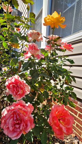 218 Wilson Street A&B, Albemarle, NC 28001