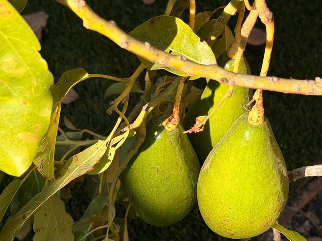 2121 Francis Avenue, Santa Clara, CA 95051