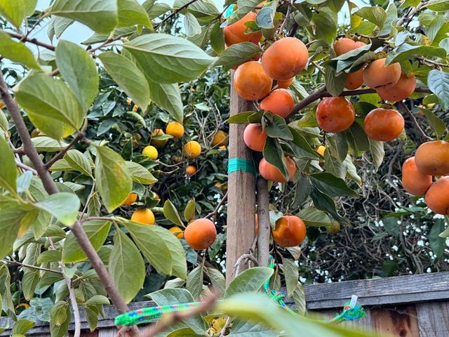 2121 Francis Avenue, Santa Clara, CA 95051