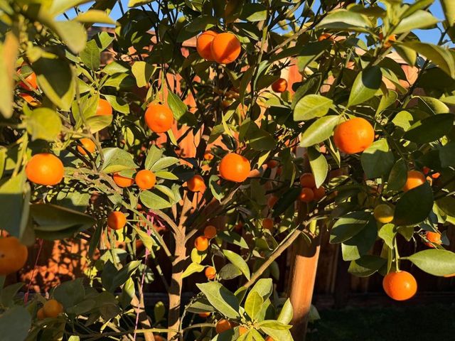 2121 Francis Avenue, Santa Clara, CA 95051