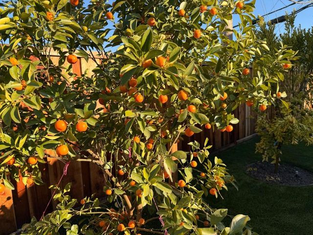 2121 Francis Avenue, Santa Clara, CA 95051