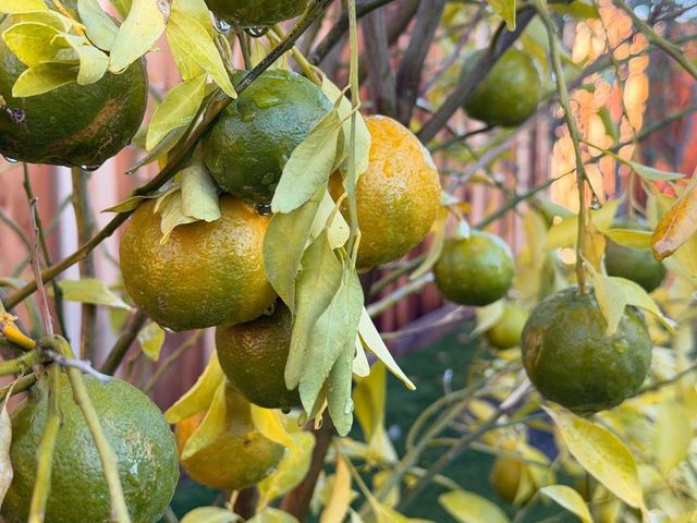 2121 Francis Avenue, Santa Clara, CA 95051