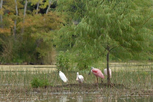 34 Kerloch Point, Spring, TX 77379