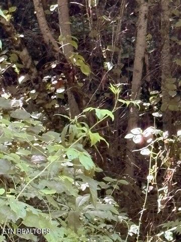1 Old Furnace Rd, Tellico Plains, TN 37385