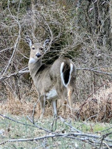 820 Doak Hensley Road Road, Afton, TN 37616